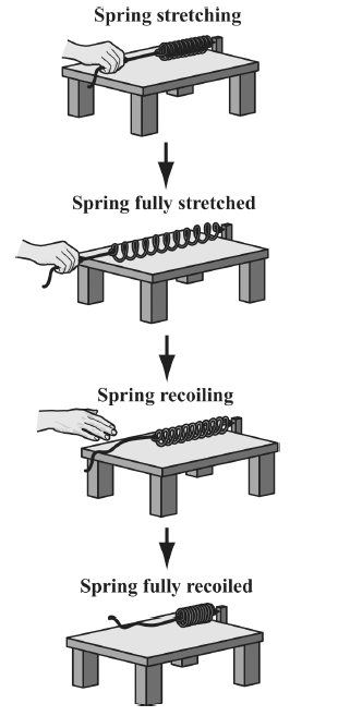 Spring stretching
Spring fully stretched
wwwww
Spring recoiling
Spring fully recoiled
