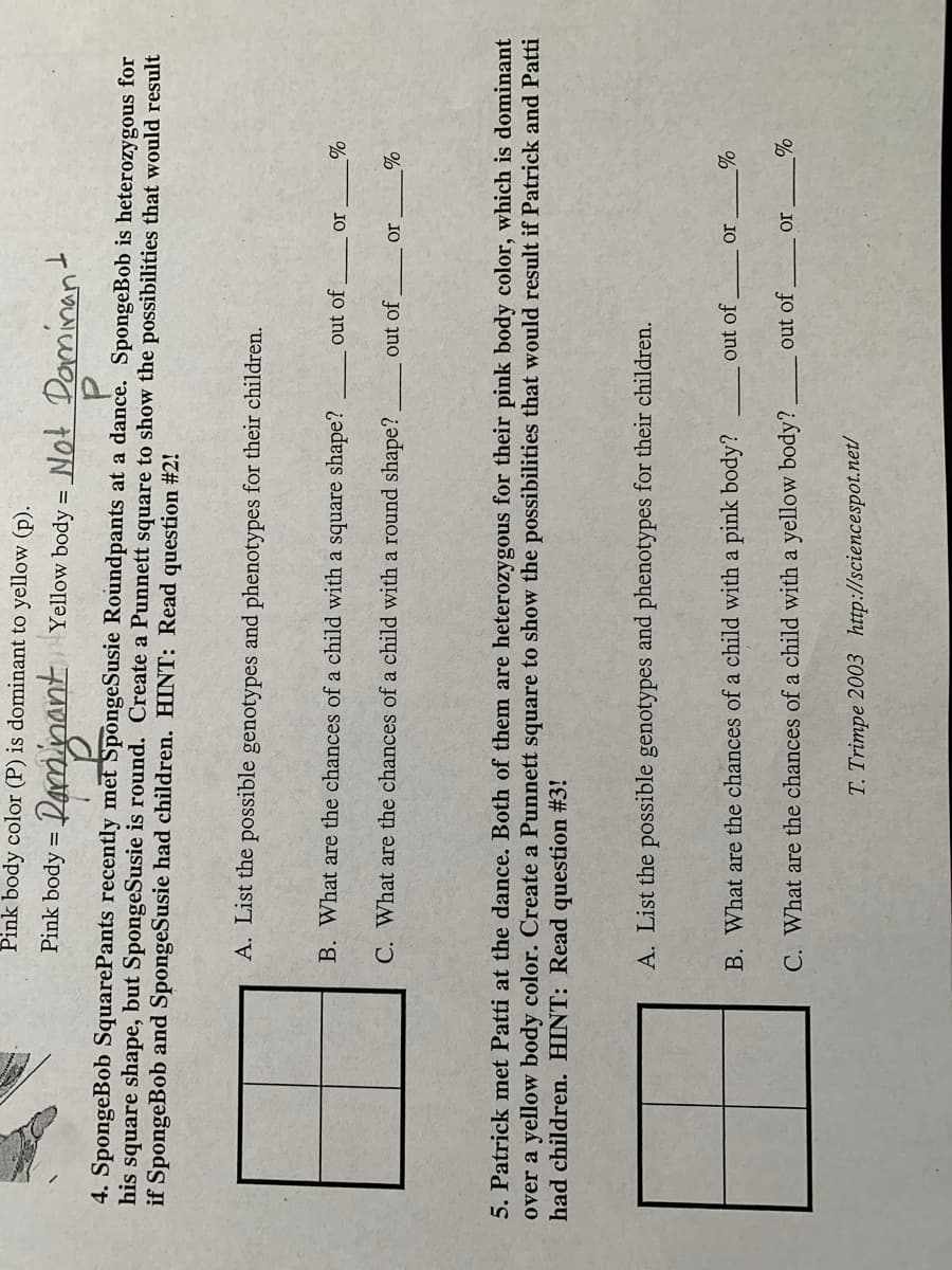 Pink body color (P) is dominant to yellow (p).
Pink body
ant Yellow body = Not Daminant
4. SpongeBob SquarePants recently met SpongeSusie Roundpants at a dance. SpongeBob is heterozygous for
square shape, but SpongeSusie is round. Create a Punnett square to show the possibilities that would result
if SpongeBob and SpongeSusie had children. HINT: Read question #2!
his
A. List the possible genotypes and phenotypes for their children.
B. What are the chances of a child with a square shape?
out of
I0
C. What are the chances of a child with a round shape?
out of
IO
5. Patrick met Patti at the dance. Both of them are heterozygous for their pink body color, which is dominant
over a yellow body color. Create a Punnett square to show the possibilities that would result if Patrick and Patti
had children. HINT: Read question #3!
A. List the possible genotypes and phenotypes for their children.
B. What are the chances of a child with a pink body?
out of
out of
C. What are the chances of a child with a yellow body?.
T. Trimpe 2003 http://sciencespot.net/
