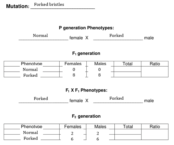 Forked bristles
Mutation:
P generation Phenotypes:
Normal
Forked
female X
male
Fi generation
Phenotvpe
Females
Males
Total
Ratio
Normal
Forked
8
8
F, XF, Phenotypes:
Forked
Forked
female X
male
F2 generation
Phenotvpe
Females
Males
Total
Ratio
Normal
2
2
Forked
6
6
