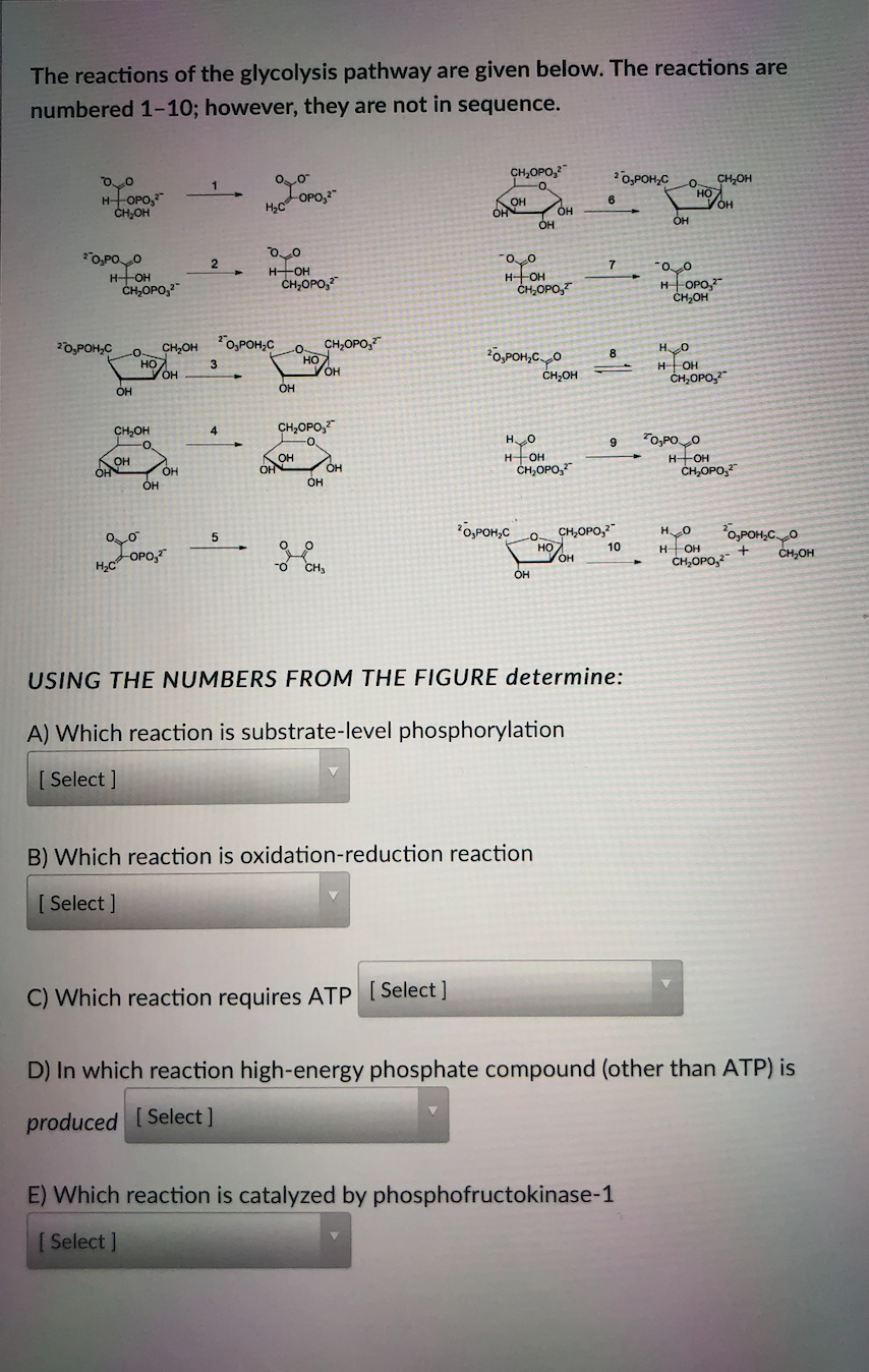 The reactions of the glycolysis pathway are given below. The reactions are
numbered 1-10; however, they are not in sequence.
CH,OPO,2"
*0,POH,C
CH,OH
HOPO,
CH,OH
6.
OH
"O,POO
HOH
CH,OPO,"
H-OH
CH,OPO,
7
CH,OPO,
H OPO,"
CH,OH
-o CH,OH O,POH;C
Но
HO.
20,POH,C
CH,OPO,
2O,POH,CO
CH,OH
8
он
CH,OPO,"
OH
CH,OH
-O.
CH,OPO,"
4
TO,POO
HOH
CH,OF
OH
OH
OH
OH
CH,OPO,
он
*O,POH,C
-o CH,OPO,
но
OPO,
н он
CH,OPO,2
CH,OH
10
Он
USING THE NUMBERS FROM THE FIGURE determine:
A) Which reaction is substrate-level phosphorylation
[ Select ]
B) Which reaction is oxidation-reduction reaction
[ Select ]
C) Which reaction requires ATP [Select ]
D) In which reaction high-energy phosphate compound (other than ATP) is
produced [ Select ]
E) Which reaction is catalyzed by phosphofructokinase-1
Select ]
