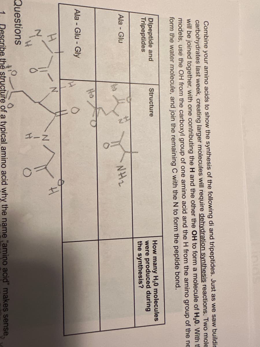 Combine your amino acids to show the synthesis of the following di and tripeptides. Just as we saw buildin
carbohydrates last week, creating larger molecules will require dehydration synthesis reactions. Two mole
will be joined together, with one contributing the H and the other the OH to form a molecule of H₂0. With t
models, use the OH from the carboxyl group of one amino acid and the H from the amino group of the ne
form the water molecule, and join the remaining C with the N to form the peptide bond.
Dipeptide and
Tripeptides
Ala - Glu
Ala - Glu - Gly
H
Structure
Ho
O
·NH₂
How many H₂0 molecules
were produced during
the synthesis?
Questions
1 Describe the structure of a typical amino acid why the name "amino acid" makes sense,