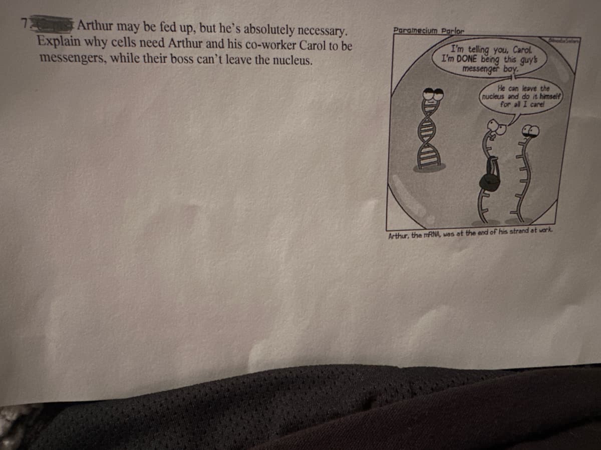 Arthur may be fed up, but he's absolutely necessary.
Explain why cells need Arthur and his co-worker Carol to be
messengers, while their boss can't leave the nucleus.
Paramecium Parlor
I'm telling you, Carol
I'm DONE being this guy's
messenger boy
Bod
Moeba Sreters
He can leave the
(nucleus and do it himself
for all I carel
Arthur, the mRNA, was at the end of his strand at work.