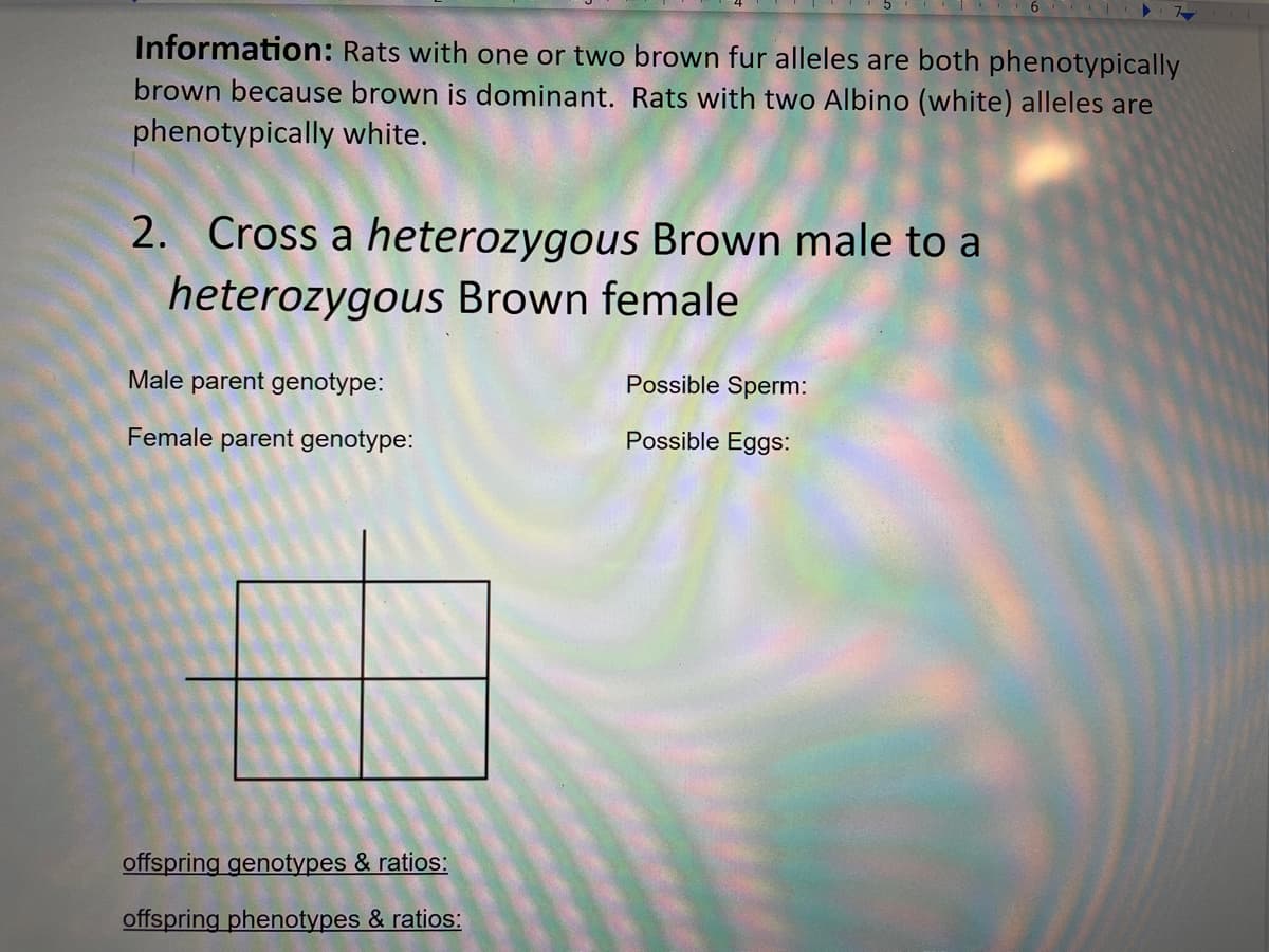 6
Information: Rats with one or two brown fur alleles are both phenotypically
brown because brown is dominant. Rats with two Albino (white) alleles are
phenotypically white.
2. Cross a heterozygous Brown male to a
heterozygous Brown female
Male parent genotype:
Possible Sperm:
Female parent genotype:
Possible Eggs:
offspring genotypes & ratios:
offspring phenotypes & ratios:
