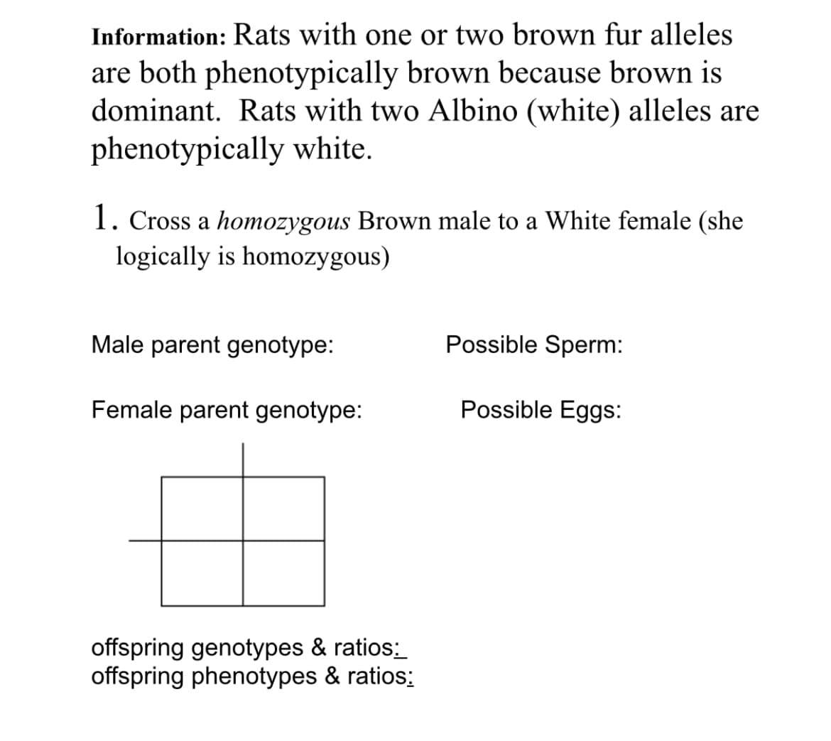Information: Rats with one or two brown fur alleles
are both phenotypically brown because brown is
dominant. Rats with two Albino (white) alleles are
phenotypically white.
1. Cross a homozygous Brown male to a White female (she
logically is homozygous)
Male parent genotype:
Possible Sperm:
Female parent genotype:
Possible Eggs:
offspring genotypes & ratios:
offspring phenotypes & ratios:
