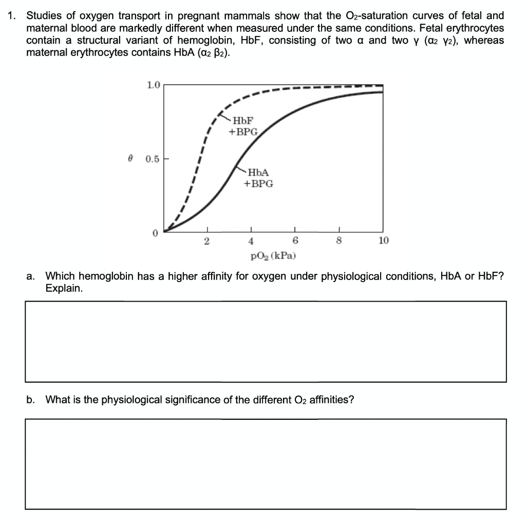 fetal and
Studies of oxygen transport in pregnant mammals show that the O2-saturation curves
maternal blood are markedly different when measured under the same conditions. Fetal erythrocytes
contain a structural variant of hemoglobin, HbF, consisting of two a and two y (a2 y2), whereas
maternal erythrocytes contains HbA (a2 B2).
1.
1.0
HbF
+BPG
0.5 E
HbA
+BPG
2
4
8
10
pO2 (kPa)
a. Which hemoglobin has a higher affinity for oxygen under physiological conditions, HbA or HbF?
Explain.
b. What is the physiological significance of the different O2 affinities?
