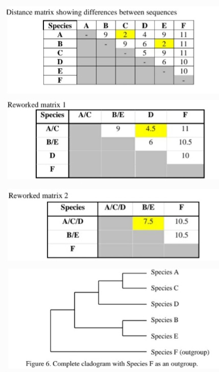 Distance matrix showing differences between sequences
Species A B c D
A
B
E F
4
9 11
2 11
9
2
C
9
11
D
E
F
10
10
Reworked matrix 1
Species
A/C
B/E
D
F
A/C
4.5
11
ВЕ
6.
10.5
D
10
F
Reworked matrix 2
Species
A/C/D
B/E
F
A/C/D
7.5
10.5
ВЕ
10.5
F
Species A
Species C
Species D
Species B
Species E
Species F (outgroup)
Figure 6. Complete cladogram with Species F as an outgroup.
