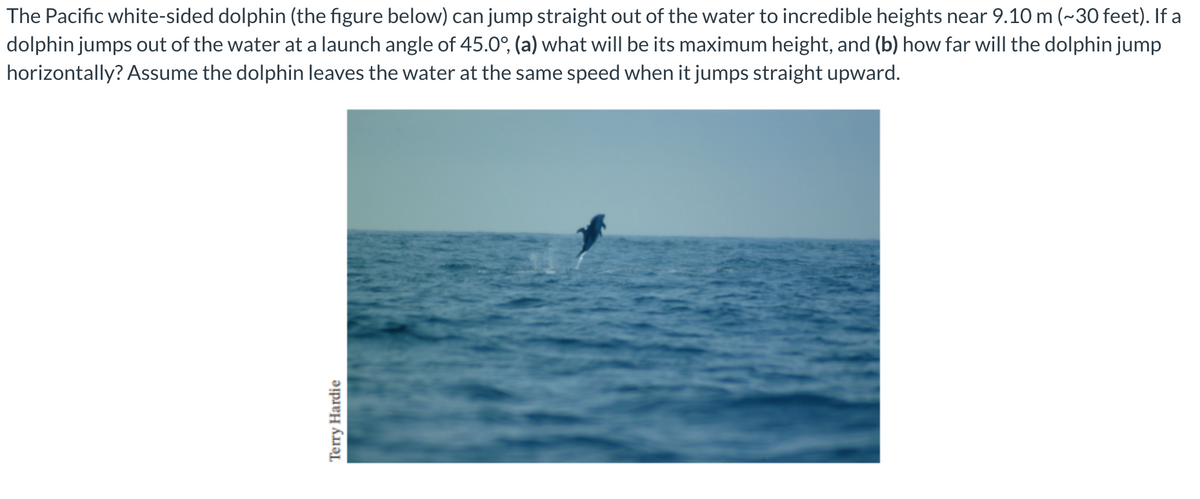 The Pacific white-sided dolphin (the figure below) can jump straight out of the water to incredible heights near 9.10 m (~30 feet). If a
dolphin jumps out of the water at a launch angle of 45.0°, (a) what will be its maximum height, and (b) how far will the dolphin jump
horizontally? Assume the dolphin leaves the water at the same speed when it jumps straight upward.
Terry Hardie