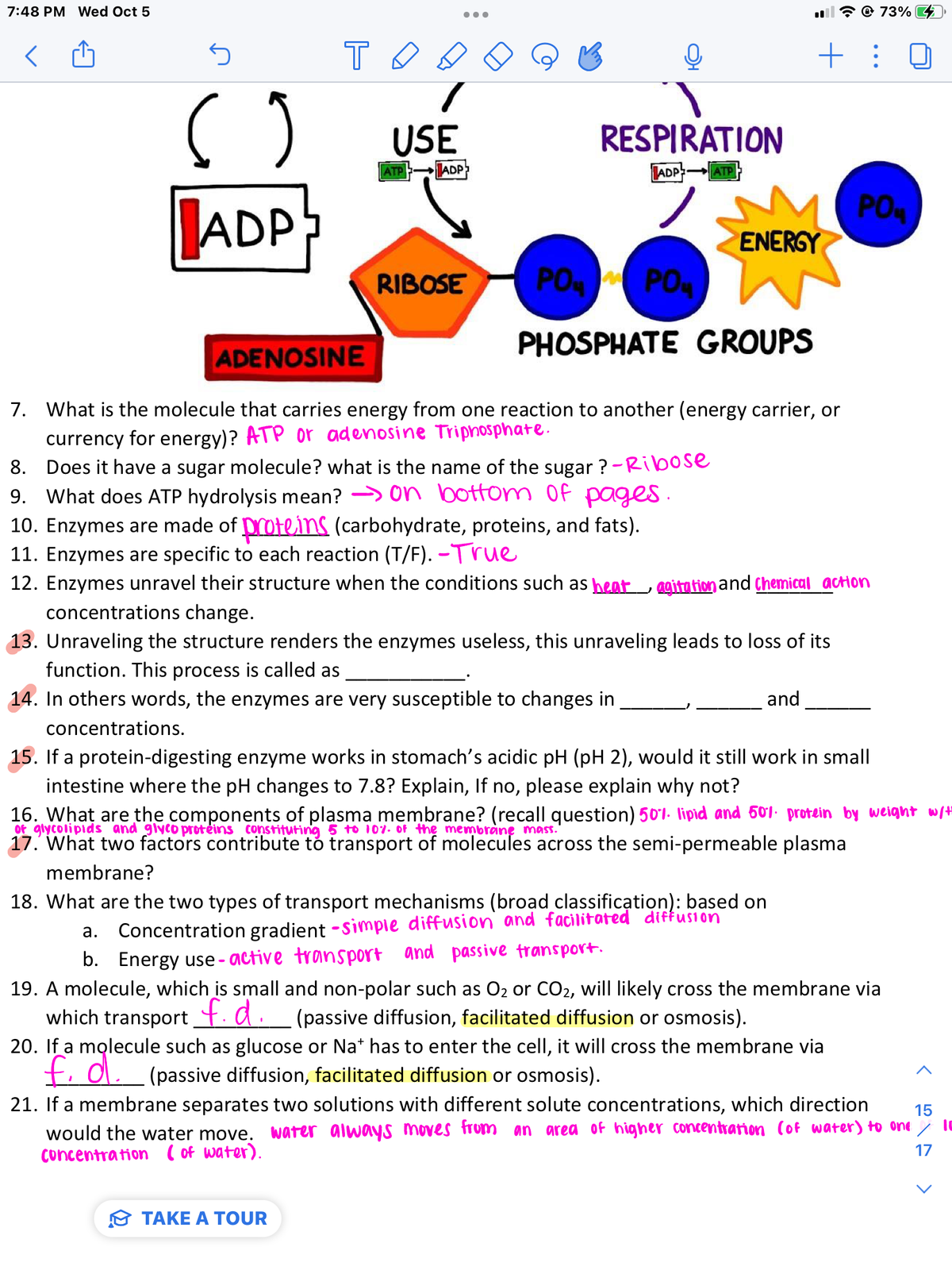 7:48 PM Wed Oct 5
5
( J
ADP
T◊
USE
ADP
ATP
●●●
RIBOSE
TAKE A TOUR
RESPIRATION
ADP-
| ATPI
PO PO
ENERGY
PHOSPHATE GROUPS
ADENOSINE
7. What is the molecule that carries energy from one reaction to another (energy carrier, or
currency for energy)? ATP or adenosine Triphosphate.
+ :
8.
Does it have a sugar molecule? what is the name of the sugar ? - Ribose
9. What does ATP hydrolysis mean? → on bottom of pages.
10. Enzymes are made of proteins (carbohydrate, proteins, and fats).
11. Enzymes are specific to each reaction (T/F). -True
12. Enzymes unravel their structure when the conditions such as heat, agitation and Chemical action
concentrations change.
13. Unraveling the structure renders the enzymes useless, this unraveling leads to loss of its
function. This process is called as
14. In others words, the enzymes are very susceptible to changes in
concentrations.
and
73%
PO4
If a protein-digesting enzyme works in stomach's acidic pH (pH 2), would it still work in small
intestine where the pH changes to 7.8? Explain, If no, please explain why not?
16. What are the components of plasma membrane? (recall question) 50%. lipid and 50% protein by weight w/t
of glycolipids and glycoproteins constituting 5 to 10% of the membrane mass.
17. What two factors contribute to transport of molecules across the semi-permeable plasma
membrane?
18. What are the two types of transport mechanisms (broad classification): based on
Concentration gradient -simple diffusion and facilitated diffusion
a.
b. Energy use-active transport and passive transport.
19. A molecule, which is small and non-polar such as O₂ or CO₂, will likely cross the membrane via
which transport f.d. (passive diffusion, facilitated diffusion or osmosis).
20. If a molecule such as glucose or Na* has to enter the cell, it will cross the membrane via
(passive diffusion, facilitated diffusion or osmosis).
f.d.
15
21. If a membrane separates two solutions with different solute concentrations, which direction
would the water move. water always moves from an area of higher concentration (of water) to one / 15
Concentration (of water).
17