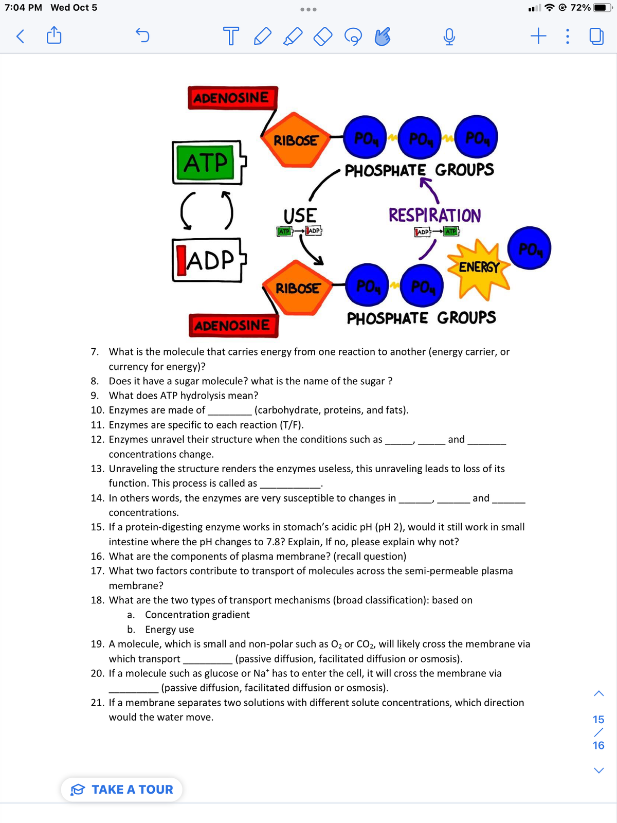 7:04 PM Wed Oct 5
S
то
ADENOSINE
ATP
(
TAKE A TOUR
ADP
●●●
RIBOSE
USE
ATP
ADP
RIBOSE
PO PO PO
PHOSPHATE GROUPS
RESPIRATION
ADP
PO PO
ATP
ENERGY
PHOSPHATE GROUPS
ADENOSINE
7. What is the molecule that carries energy from one reaction to another (energy carrier, or
currency for energy)?
(carbohydrate, proteins, and fats).
8. Does it have a sugar molecule? what is the name of the sugar ?
9. What does ATP hydrolysis mean?
10. Enzymes are made of
11. Enzymes are specific to each reaction (T/F).
12. Enzymes unravel their structure when the conditions such as
concentrations change.
13. Unraveling the structure renders the enzymes useless, this unraveling leads to loss of its
function. This process is called as
14. In others words, the enzymes are very susceptible to changes in
concentrations.
and
and
+ :
PO4
15. If a protein-digesting enzyme works in stomach's acidic pH (pH 2), would it still work in small
intestine where the pH changes to 7.8? Explain, If no, please explain why not?
16. What are the components of plasma membrane? (recall question)
17. What two factors contribute to transport of molecules across the semi-permeable plasma
membrane?
18. What are the two types of transport mechanisms (broad classification): based on
a. Concentration gradient
b. Energy use
19. A molecule, which is small and non-polar such as O₂ or CO2, will likely cross the membrane via
which transport
(passive diffusion, facilitated diffusion or osmosis).
20. If a molecule such as glucose or Na* has to enter the cell, it will cross the membrane via
(passive diffusion, facilitated diffusion or osmosis).
21. If a membrane separates two solutions with different solute concentrations, which direction
would the water move.
@ 72%
15
/
16