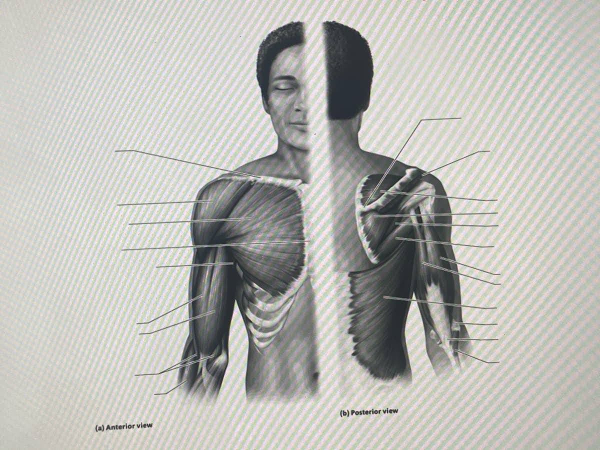 (a) Anterior view
(b) Posterior view
