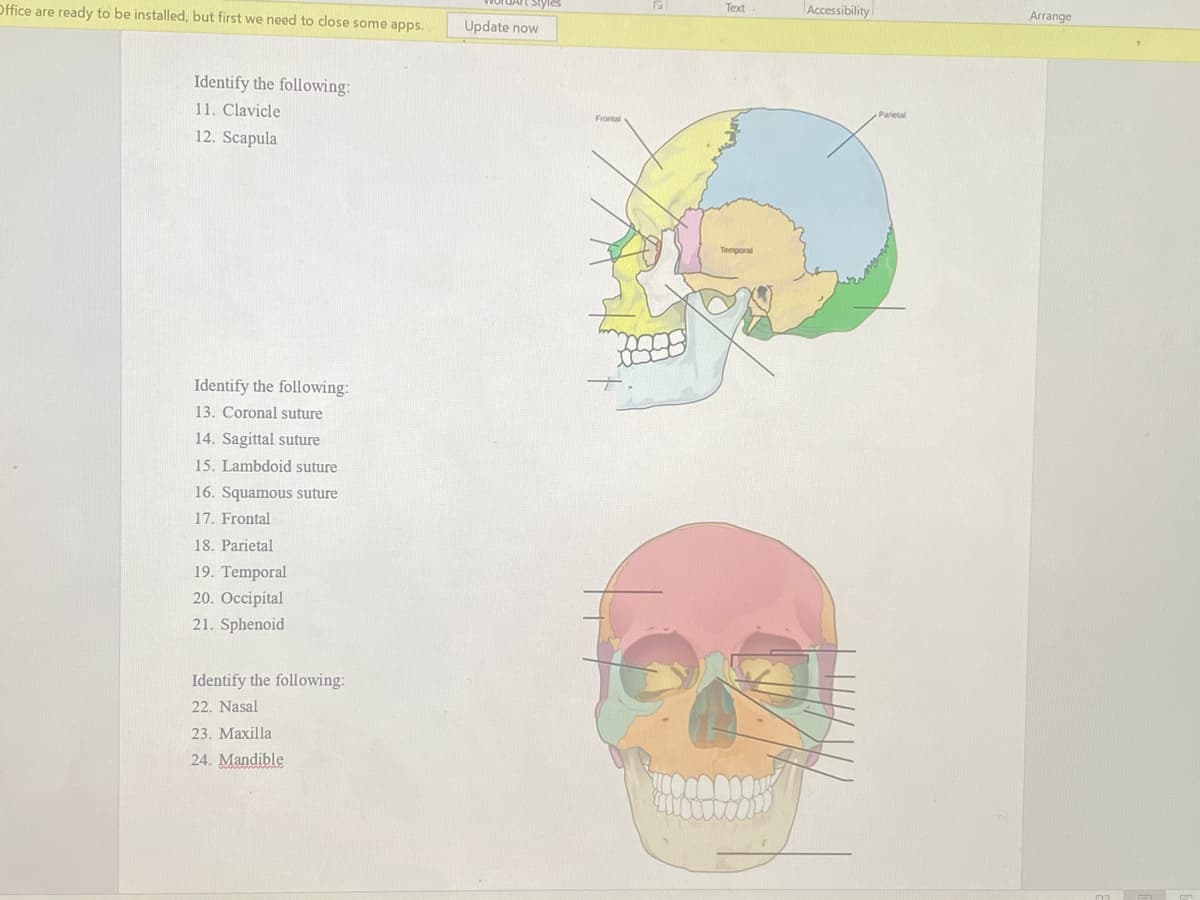 Office are ready to be installed, but first we need to close some apps.
Accessibility
Text
Arrange
Update now
Identify the following:
11. Clavicle
Parietal
Frontal
12. Scapula
Temporal
Identify the following:
13. Coronal suture
14. Sagittal suture
15. Lambdoid suture
16. Squamous suture
17. Frontal
18. Parietal
19. Temporal
20. Occipital
21. Sphenoid
Identify the following:
22. Nasal
23. Maxilla
24. Mandible
