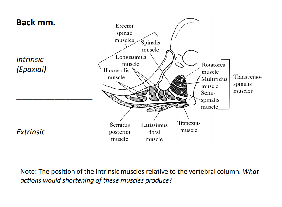 Back mm.
Erector
spinae
muscles
Spinalis
muscle
Intrinsic
Longissimus
muscle
Rotatores
(Ерахial)
Iliocostalis
muscle
muscle
Multifidus
Transverso-
spinalis
muscle
Semi-
muscles
spinalis
muscle
Serratus
Latissimus
Trapezius
Extrinsic
posterior
dorsi
muscle
muscle
muscle
Note: The position of the intrinsic muscles relative to the vertebral column. What
actions would shortening of these muscles produce?
