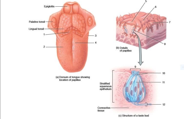 Epiglottis
Palatine tonsil-
Lingual tonsil-
1
3
(b) Details
of papillae
10
(a) Dorsum of tongue showing
11
Stratifiod
squamous
epithelium
12
Connective -
tissue
(c) Structure of a taste bud
