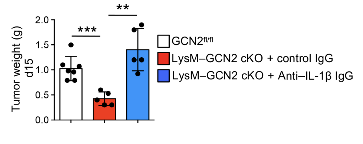 **
2.07
***
|GCN21/f1
1.5
|LysM-GCN2 cKO + control IgG
|LysM-GCN2 cKO +
Anti-IL-1B IgG
0.5
0.0
Tumor weight (g)
d15
