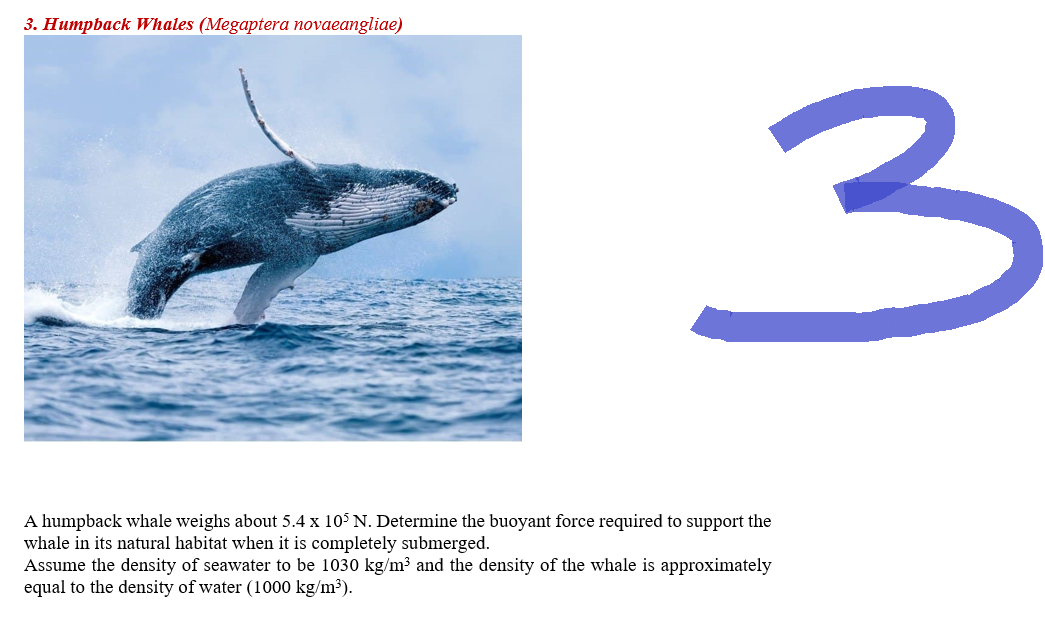 3. Humpback Whales (Megaptera novaeangliae)
3
A humpback whale weighs about 5.4 x 105 N. Determine the buoyant force required to support the
whale in its natural habitat when it is completely submerged.
Assume the density of seawater to be 1030 kg/m³ and the density of the whale is approximately
equal to the density of water (1000 kg/m³).