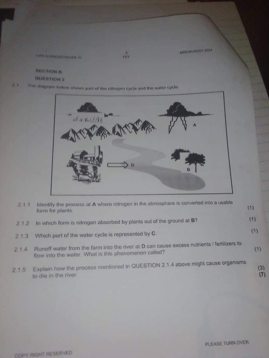 LIFE SCIENCES/GRADE 10
MDE/AUGUST 2024
FET
SECTION B
QUESTION 2
2.1 The diagram below shows part of the nitrogen cycle and the water cycle.
B
A
2.1.1 Identify the process at A where nitrogen in the atmosphere is converted into a usable
form for plants.
2.1.2 in which form is nitrogen absorbed by plants out of the ground at B?
(1)
(1)
2.1.3 Which part of the water cycle is represented by C.
(1)
2.1.4 Runoff water from the farm into the river at D can cause excess nutrients / fertilizers to
flow into the water. What is this phenomenon called?
(1)
2.1.5 Explain how the process mentioned in QUESTION 2.1.4 above might cause organisms
to die in the river.
࿉C
(3)
(7)
COPY RIGHT RESERVED
PLEASE TURN OVER