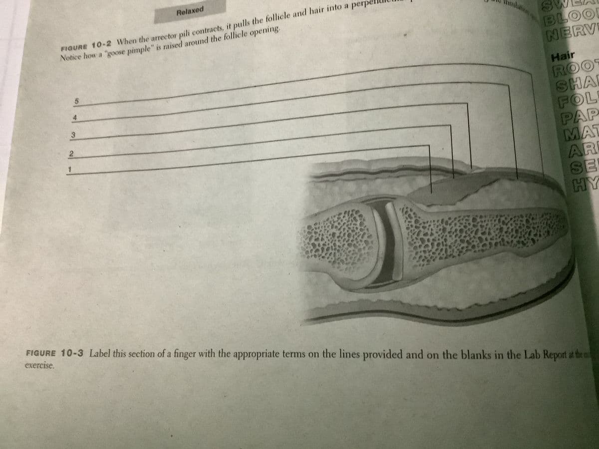 Relaxed
FIQURE 10-2 When the arrector pili contracts, it pulls the follicle and hair into a perpel
Notice how a "goose pimple" is raised around the follicle opening
sulalon
BLO
NERV
Hair
ROO
SHA
FOL
PAP
MAT
AR
SE
HY
4
3
2
FIGURE 10-3 Label this section of a finger with the appropriate terms on the lines provided and on the blanks in the Lab Report at the e
exercise.
5.
