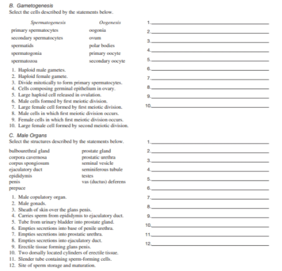 B. Gametogenesis
Select the cells described by the statements below.
Oogenesis
Spermatogenesis
primary spermatocytes
secondary spermatocytes
spermatids
spermatogonia
spermatozoa
1. Haploid male gametes.
2. Haploid female gamete.
penis
prepuce
3. Divide mitotically to form primary spermatocytes.
4. Cells composing germinal epithelium in ovary.
5. Large haploid cell released in ovulation.
6. Male cells formed by first meiotic division.
7. Large female cell formed by first meiotic division.
8. Male cells in which first meiotic division occurs.
9. Female cells in which first meiotic division occurs.
10. Large female cell formed by second meiotic division.
C. Male Organs
Select the structures described by the statements below.
bulbourethral gland
corpora cavernosa
corpus spongiosum
ejaculatory duct
epididymis
oogonia
ovum
polar bodies
primary oocyte
secondary oocyte
1. Male copulatory organ.
2. Male gonads.
prostate gland
prostatic urethra
seminal vesicle
seminiferous tubule
testes
vas (ductus) deferens
3. Sheath of skin over the glans penis.
4. Carries sperm from epididymis to ejaculatory duct.
5. Tube from urinary bladder into prostate gland.
6. Empties secretions into base of penile urethra.
7. Empties secretions into prostatic urethra.
8. Empties secretions into ejaculatory duct.
9. Erectile tissue forming glans penis.
10. Two dorsally located cylinders of erectile tissue.
11. Slender tube containing sperm-forming cells.
12. Site of sperm storage and maturation.
1
2
3.
5
6.
7.
8.
9.
10,
1.
2
3.
4
5
6.
7
8.
9.
10
11.
12