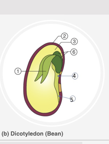 (1
(b) Dicotyledon (Bean)
(3
4
5