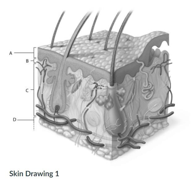 B -E
C-
Skin Drawing 1
