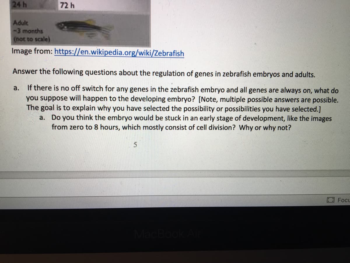 24 h
72 h
Adult
-3 months
(not to scale)
Image from: https://en.wikipedia.org/wiki/Zebrafish
Answer the following questions about the regulation of genes in zebrafish embryos and adults.
If there is no off switch for any genes in the zebrafish embryo and all genes are always on, what do
you suppose will happen to the developing embryo? [Note, multiple possible answers are possible.
The goal is to explain why you have selected the possibility or possibilities you have selected.]
a. Do you think the embryo would be stuck in an early stage of development, like the images
from zero to 8 hours, which mostly consist of cell division? Why or why not?
a.
Focu
MacBook Al
