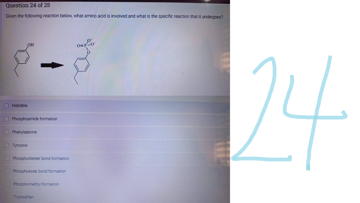 Question 24 of 25
Given the following reaction below, what amino acid is involved and what is the specific reaction that it undergoes?
OH
Histidine
Phosphoamide formation
Phenylalanine
Tyrosine
Phosphodiester bond formation
Phosphoester bond formation
Phosphomethyl formation
Tryptophan
0=P'-0"
24