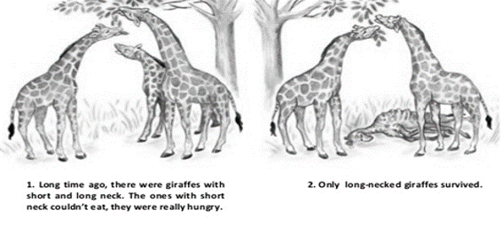 1. Long time ago, there were giraffes with
2. Only long-necked giraffes survived.
short and long neck. The ones with short
neck couldn't eat, they were really hungy.
