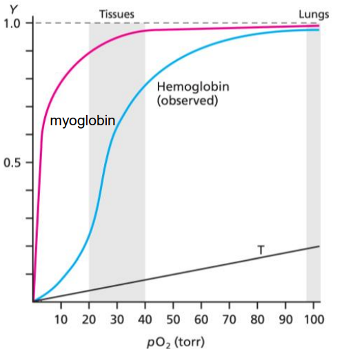 Y
1.0
0.5
Tissues
myoglobin
Hemoglobin
(observed)
T
Lungs
10 20 30 40 50 60 70 80 90 100
po₂ (torr)