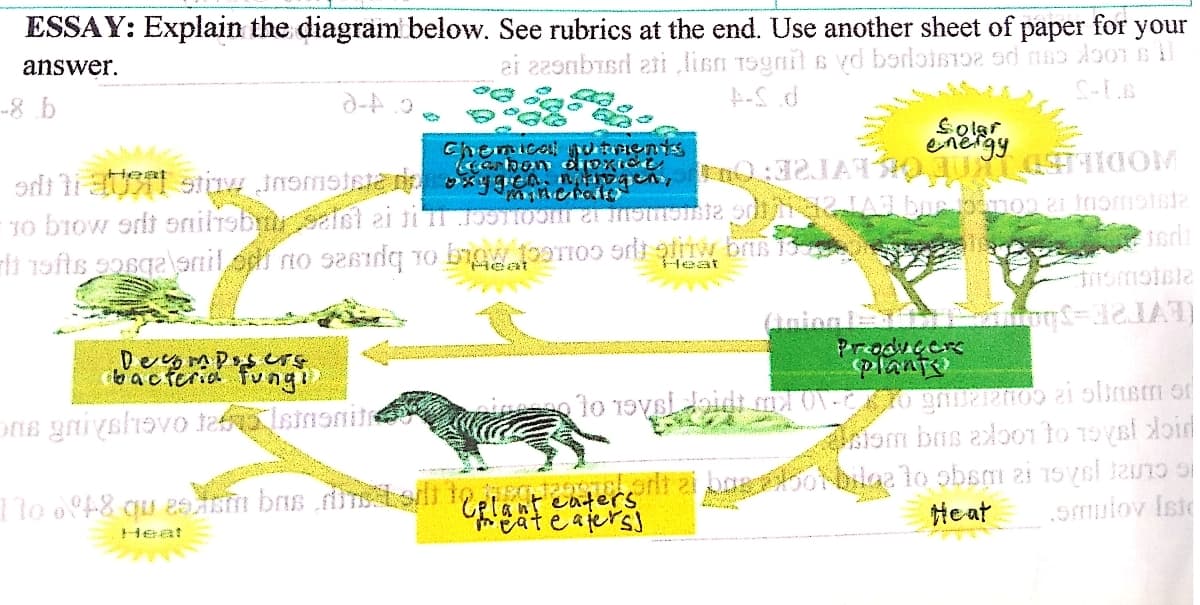 ESSAY: Explain the diagram below. See rubrics at the end. Use another sheet of paper for your
ai z29nbisd ati lisn Tognil s yd borloisoa od n6o doo1 s l
answer.
-8 b
Chemicoll utnens
Heat
Heat
Heat
Decomposcrs
bacteria tungi
Produecrs
plante
Ons gniyshavo tesinonin
iom bas aoo1 to 19yal doid
eafers)
He at
Smulov Iste
Heat
