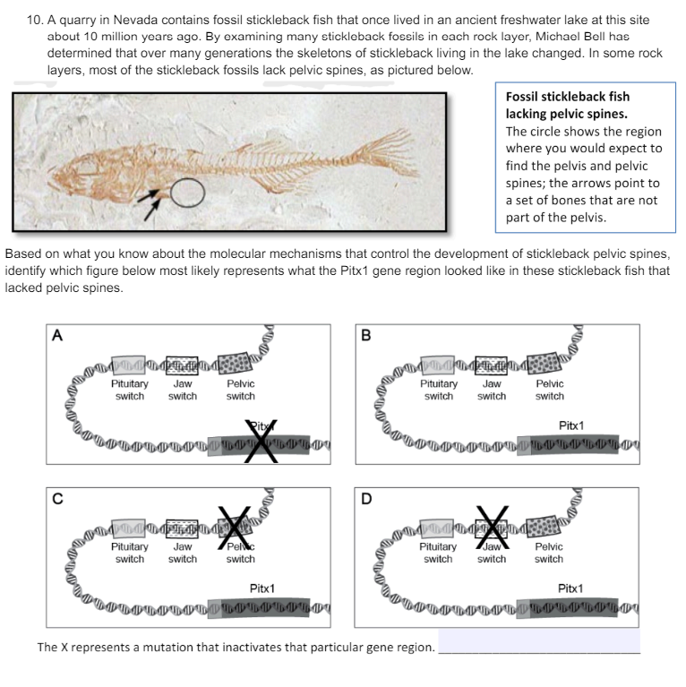10. A quarry in Nevada contains fossil stickleback fish that once lived in an ancient freshwater lake at this site
about 10 million years ago. By examining many stickleback fossils in each rock layer, Michael Bell has
determined that over many generations the skeletons of stickleback living in the lake changed. In some rock
layers, most of the stickleback fossils lack pelvic spines, as pictured below.
Fossil stickleback fish
lacking pelvic spines.
The circle shows the region
where you would expect to
find the pelvis and pelvic
spines; the arrows point to
a set of bones that are not
part of the pelvis.
Based on what you know about the molecular mechanisms that control the development of stickleback pelvic spines,
identify which figure below most likely represents what the Pitx1 gene region looked like in these stickleback fish that
lacked pelvic spines.
A
C
Pituitary Jaw
switch switch
Pelvic
switch
Pituitary Jaw
switch switch
Pelvic
switch
Pitx1
B
D
Pituitary Jaw
Pelvic
switch switch
switch
Pitx1
hondhog und
Pituitary Jaw
Pelvic
switch switch
switch
Pitx1
The X represents a mutation that inactivates that particular gene region.
PROLOLOLOLOLOQ