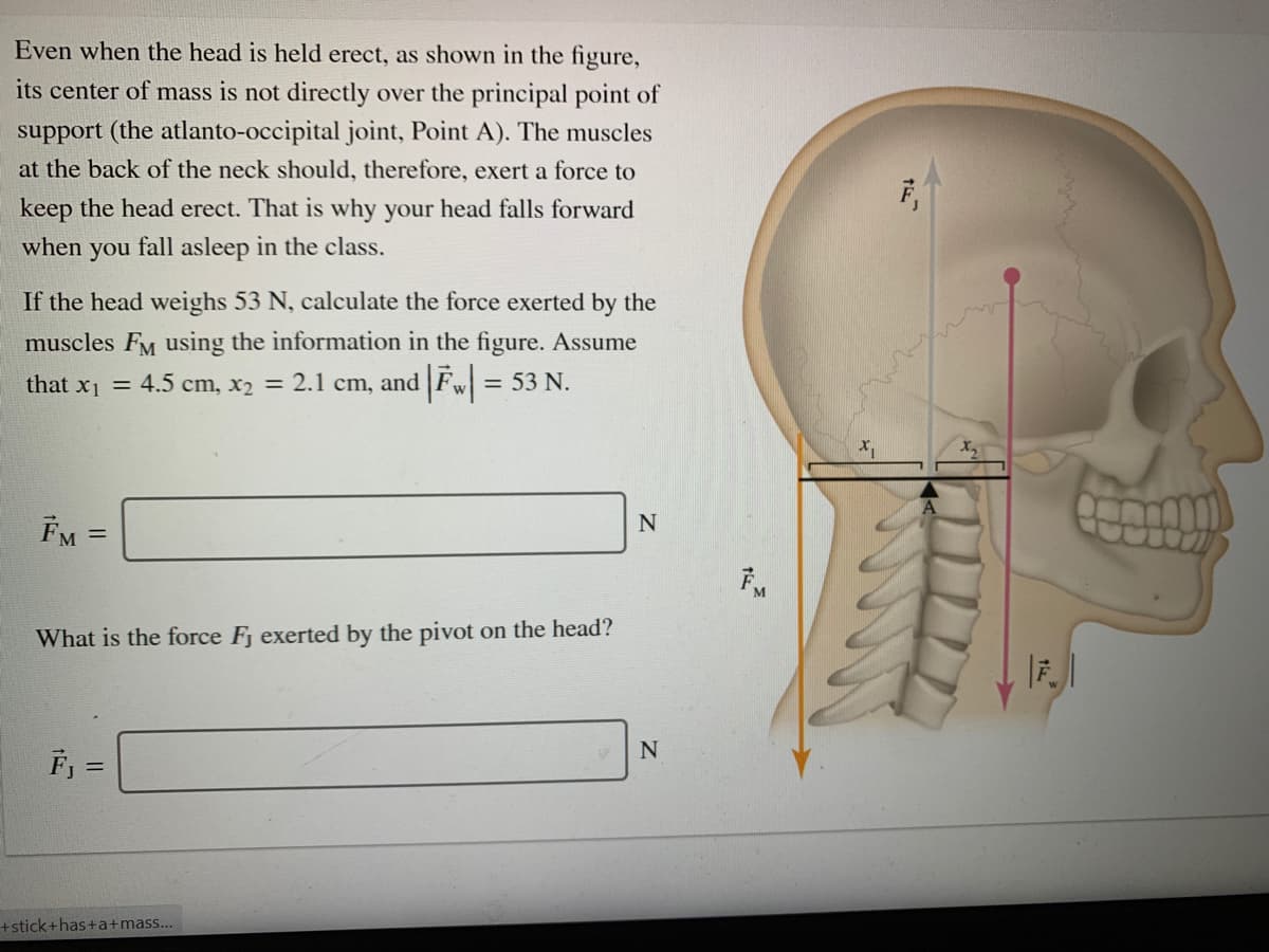 Even when the head is held erect, as shown in the figure,
its center of mass is not directly over the principal point of
support (the atlanto-occipital joint, Point A). The muscles
at the back of the neck should, therefore, exert a force to
keep the head erect. That is why your head falls forward
when you fall asleep in the class.
If the head weighs 53 N, calculate the force exerted by the
muscles Fy using the information in the figure. Assume
that x1 = 4.5 cm, x2 = 2.1 cm, and Fw = 53 N.
FM =
What is the force Fj exerted by the pivot on the head?
N
F =
+stick+has+a+mass...
