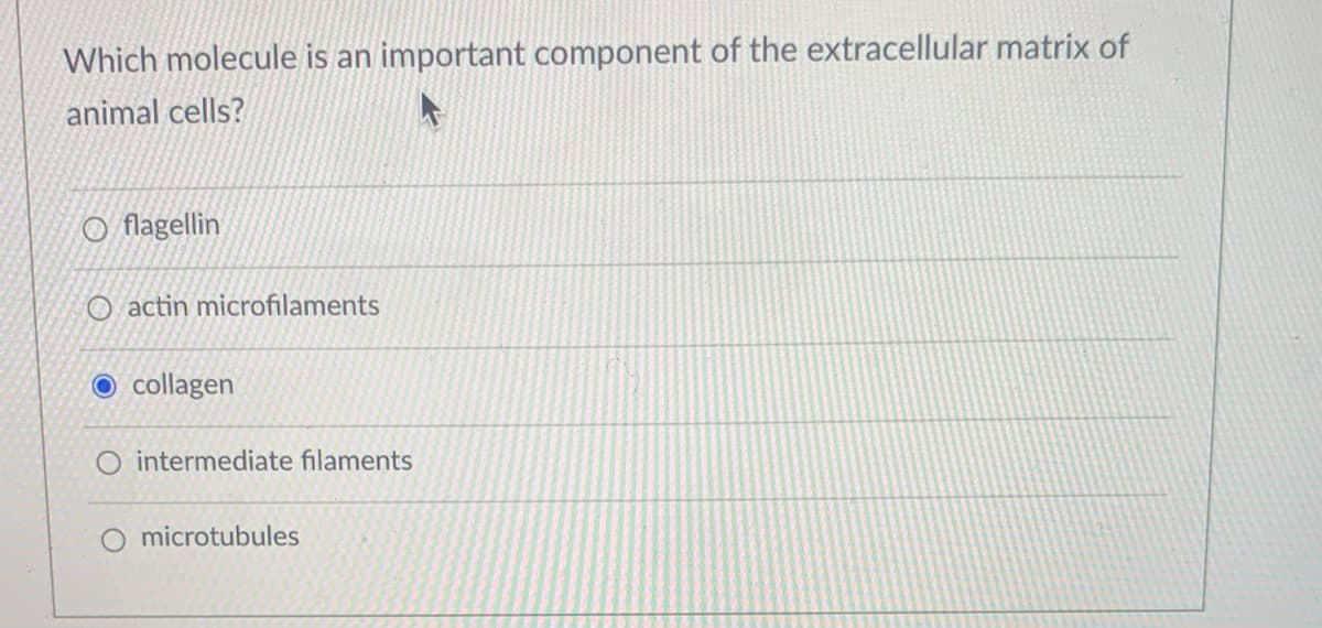 Which molecule is an important component of the extracellular matrix of
animal cells?
O flagellin
O actin microfilaments
O collagen
O intermediate filaments
O microtubules
