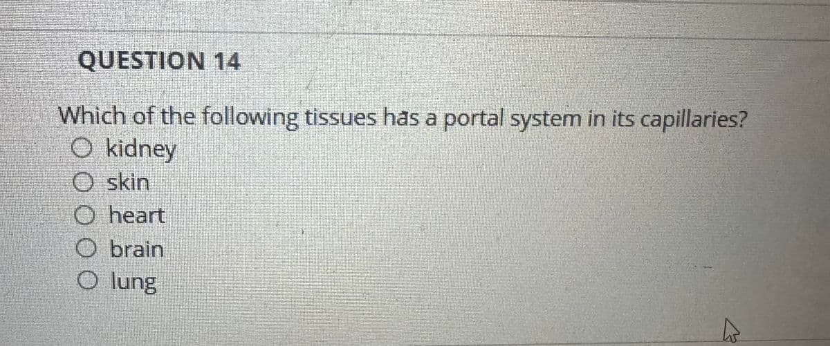 QUESTION 14
Which of the following tissues has a portal system in its capillaries?
O kidney
O skin
O heart
O brain
O lung