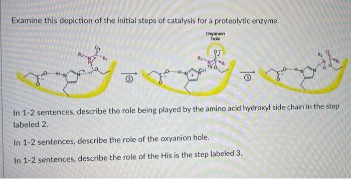 Examine this depiction of the initial steps of catalysis for a proteolytic enzyme.
Oxyanion
hole
93
with
In 1-2 sentences, describe the role being played by the amino acid hydroxyl side chain in the step
labeled 2.
In 1-2 sentences, describe the role of the oxyanion hole.
In 1-2 sentences, describe the role of the His is the step labeled 3.