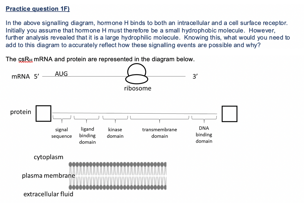 Practice question 1F)
In the above signalling diagram, hormone H binds to both an intracellular and a cell surface receptor.
Initially you assume that homone H must therefore be a small hydrophobic molecule. However,
further analysis revealed that it is a large hydrophilic molecule. Knowing this, what would you need to
add to this diagram to accurately reflect how these signalling events are possible and why?
The csRu MRNA and protein are represented in the diagram below.
MRNA 5'
AUG
3'
ribosome
protein
DNA
ligand
binding
domain
signal
kinase
transmembrane
domain
domain
binding
sequence
domain
cytoplasm
plasma membrane
extracellular fluid
