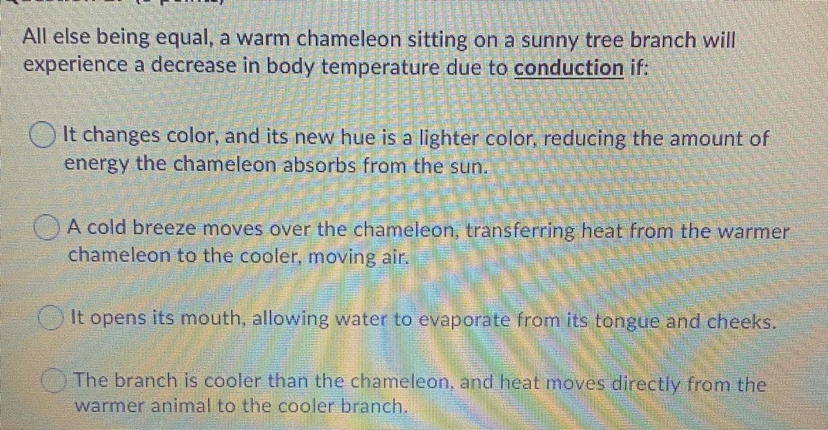 All else being equal, a warm chameleon sitting on a sunny tree branch will
experience a decrease in body temperature due to conduction if:
O It changes color, and its new hue is a lighter color, reducing the amount of
energy the chameleon absorbs from the sun.
A cold breeze moves over the chameleon, transferring heat from the warmer
chameleon to the cooler, moving ain.
It opens its mnouth, allowing water to evaporate from its tongue and cheeks.
The branch is cooler than the chameleon, and heat moves directly from the
warmer animal to the cooler branch.
