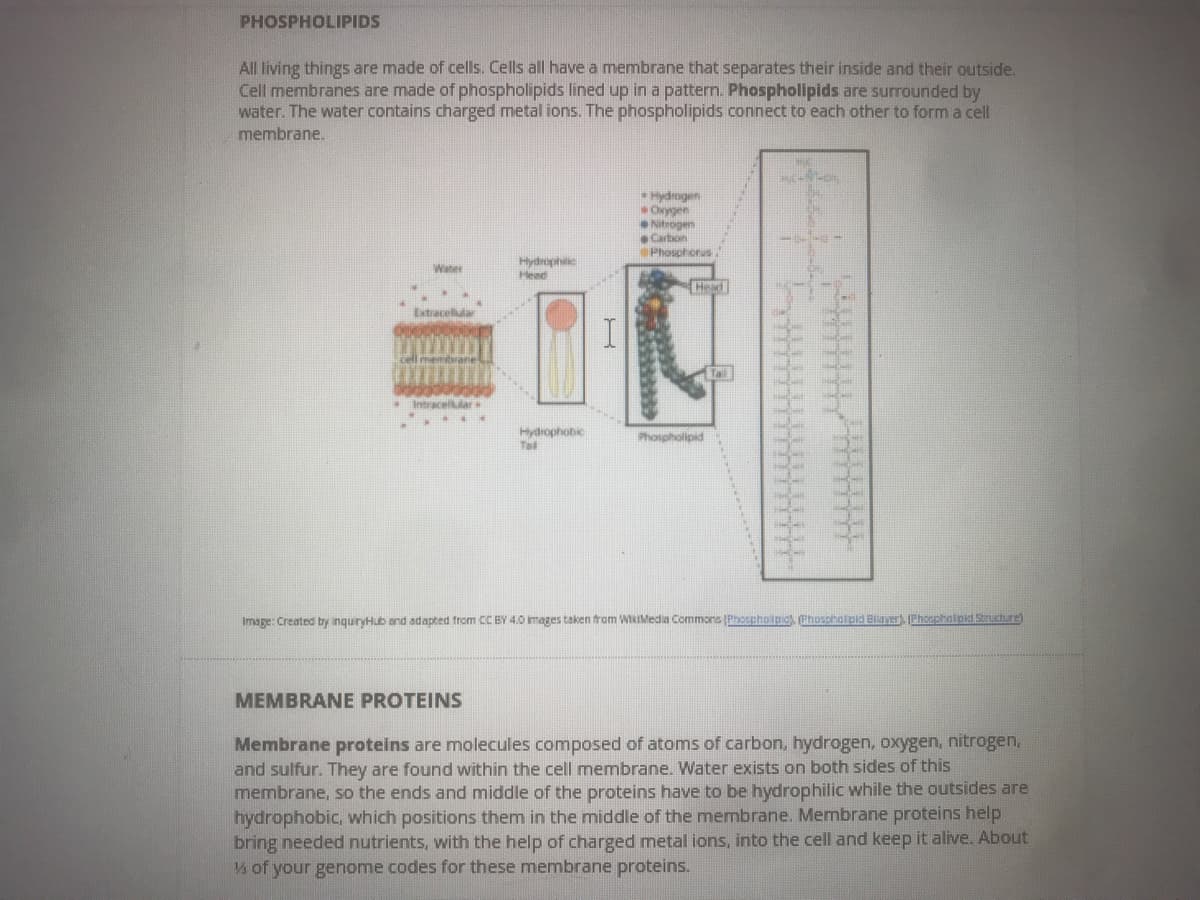PHOSPHOLIPIDS
All living things are made of cells. Cells all have a membrane that separates their inside and their outside.
Cell membranes are made of phospholipids lined up in a pattern. Phospholipids are surrounded by
water. The water contains charged metal ions. The phospholipids connect to each other to form a cell
membrane.
Hydrogen
Onygen
Nitrogen
Carton
Phosphorus
Hydrophtic
Head
Water
Extracelllar
Intracelklar
Hydrophobic
Tal
Phonpholipid
Image: Created by inquryHub and adapted from CC BY 4.0 mages taken trom WikIMedia Commons (Phospholpic Phosoholpid Biaver Phospholpid Struchure)
MEMBRANE PROTEINS
Membrane proteins are molecules composed of atoms of carbon, hydrogen, oxygen, nitrogen,
and sulfur. They are found within the cell membrane. Water exists on both sides of this
membrane, so the ends and middle of the proteins have to be hydrophilic while the outsides are
hydrophobic, which positions them in the middle of the membrane. Membrane proteins help
bring needed nutrients, with the help of charged metal ions, into the cell and keep it alive. About
Vs of your genome codes for these membrane proteins.
