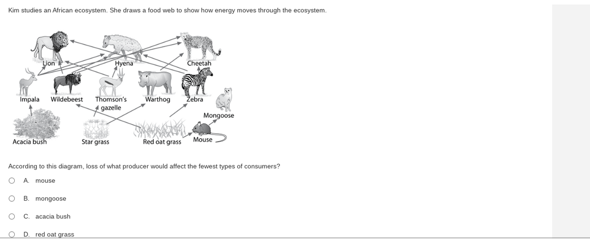 Kim studies an African ecosystem. She draws a food web to show how energy moves through the ecosystem.
Lion
Impala Wildebeest
Acacia bush
O
O
O C. acacia bush
B. mongoose
D. red oat grass
Hyena
Thomson's
gazelle
Star grass
Warthog
Red oat grass
Cheetah
According to this diagram, loss of what producer would affect the fewest types of consumers?
OA. mouse
Zebra
Mongoose
Mouse