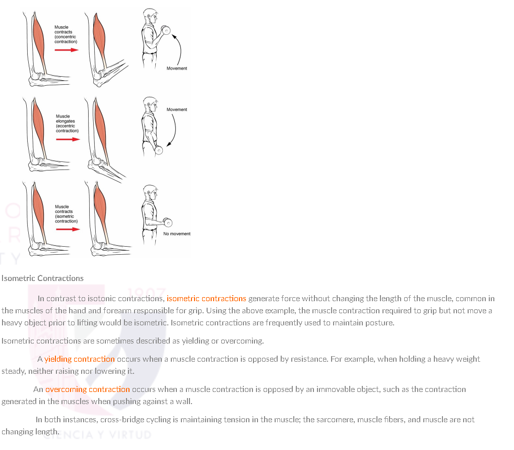 iconcentric
Muscle
contracts
contraction)
Movement
Movement
Muscle
elongates
(eccentric
contraction)
Muscle
contracts
(isometric
contraction)
No movement
Isometric Contractions
In contrast to isotonic contractions, isometric contractions generate force without changing the length of the muscle, common in
the muscles of the hand and forearm responsible for grip. Using the above example, the muscle contraction required to grip but not move a
heavy object prior to lifting would be isometric. Isometric contractions are frequently used to maintain posture.
Isometric contractions are sometimes described as yielding or overcoming.
A yielding contraction occurs when a muscle contraction is opposed by resistance. For example, when holding a heavy weight
steady, neither raising nor lowering it.
An overcoming contraction occurs when a muscle contraction is opposed by an irmmovable object, such as the contraction
generated in the muscles when pushing against a wall.
In both instances, cross-bridge cycling is maintaining tension in the muscle; the sarcomere, muscle fibers, and muscle are not
changing length.
