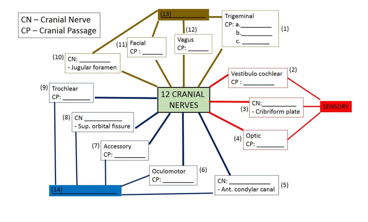 (13)
CN – Cranial Nerve
CP – Cranial Passage
Trigeminal
СР: а.
(12)
(1)
b.
(11) Facial
СР:
Vagus
СР:
с.
(10) CN:
- Jugular foramen
|(2)
Vestibulo cochlear
СР:
(9) Trochlear
12 CRANIAL
CP:
NERVES
CN:
SENSORY
(3)
- Cribriform plate
(8) CN
- Sup. orbital fissure
(4) Optic
СР:
(7) Accessory
СР:
Oculomotor
(6)
СР:
CN:
(14)
(5)
- Ant. condylar canal
