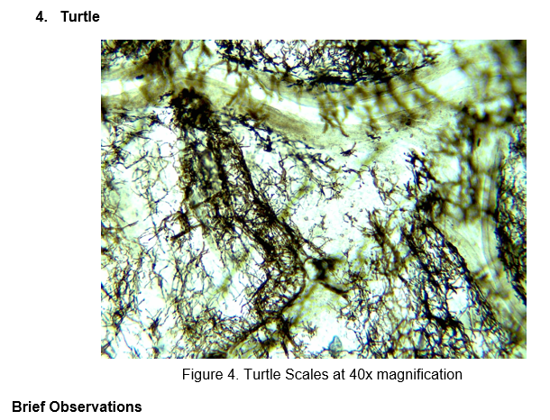 4. Turtle
Figure 4. Turtle Scales at 40x magnification
Brief Observations
