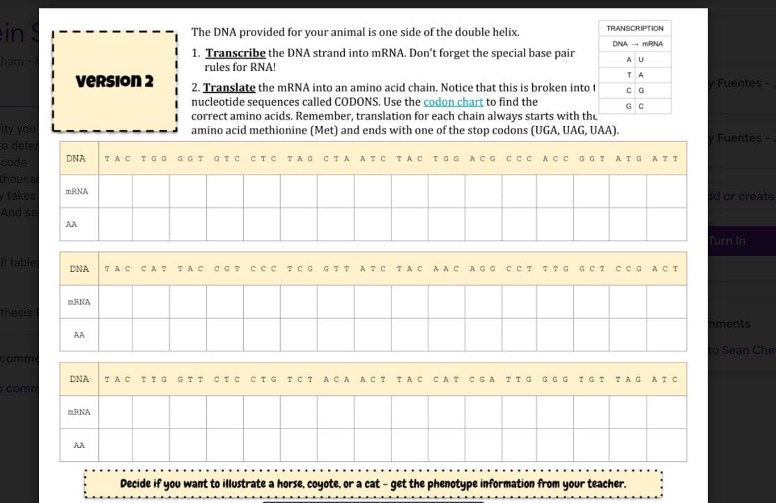 TRANSCRIPTION
ein
The DNA provided for your animal is one side of the double helix.
DNA - MRNA
1. Transcribe the DNA strand into mRNA. Don't forget the special base pair
ham
AU
rules for RNA!
VERSION 2
TA
Fuentes-
2. Translate the mRNA into an amino acid chain. Notice that this is broken into 1
i nucleotide sequences called CODONS. Use the codon chart to find the
i correct amino acids. Remember, translation for each chain always starts with the
amino acid methionine (Met) and ends with one of the stop codons (UGA, UAG, UAA).
C G
G C
ity you
Co deter
y Fuentes-
code
DNA
TAC
TGG GGT
GT C
стс
TAG CTA ATC
TAC IG G AC G
cCc
ACC
GGT
ATG
ΑΤΤ
thousar
ytakes
And se
MRNA
d or create
AA
Turn in
1l tables
DNA
TAC
CAT
TAC
C GT
CCC
TC G
GT T
AT C
TAC
AAC
AGG
CCT
TT G
GC T
CCG ACT
MRNA
thesis
nments
AA
to Sean Che
comme
DNA
TAC TTG
GT T
CT C
CT G
тст
ACA ACT
TAC
CAT
CGA TTG GGG
T G T
TAG ATC
S comm
MRNA
AA
Decide if you want to illustrate a horse, coyote, or a cat - get the phenotype information from your teacher.
