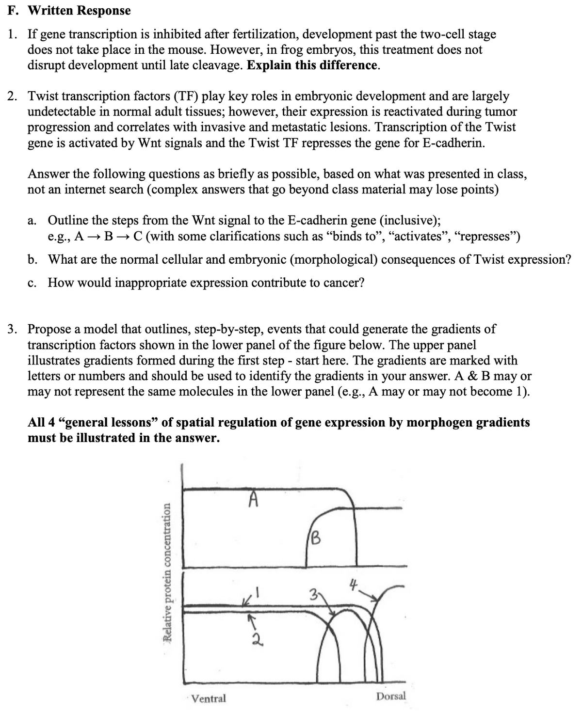 F. Written Response
1. If gene transcription is inhibited after fertilization, development past the two-cell stage
does not take place in the mouse. However, in frog embryos, this treatment does not
disrupt development until late cleavage. Explain this difference.
2. Twist transcription factors (TF) play key roles in embryonic development and are largely
undetectable in normal adult tissues; however, their expression is reactivated during tumor
progression and correlates with invasive and metastatic lesions. Transcription of the Twist
gene is activated by Wnt signals and the Twist TF represses the gene for E-cadherin.
Answer the following questions as briefly as possible, based on what was presented in class,
not an internet search (complex answers that go beyond class material may lose points)
a. Outline the steps from the Wnt signal to the E-cadherin gene (inclusive);
e.g., A → B → C (with some clarifications such as "binds to", "activates", "represses")
b. What are the normal cellular and embryonic (morphological) consequences of Twist expression?
c. How would inappropriate expression contribute to cancer?
3. Propose a model that outlines, step-by-step, events that could generate the gradients of
transcription factors shown in the lower panel of the figure below. The upper panel
illustrates gradients formed during the first step - start here. The gradients are marked with
letters or numbers and should be used to identify the gradients in your answer. A & B may or
may not represent the same molecules in the lower panel (e.g., A may or may not become 1).
All 4 "general lessons" of spatial regulation of gene expression by morphogen gradients
must be illustrated in the answer.
Relative protein concentration
Ventral
A
↑
2
/B
Dorsal