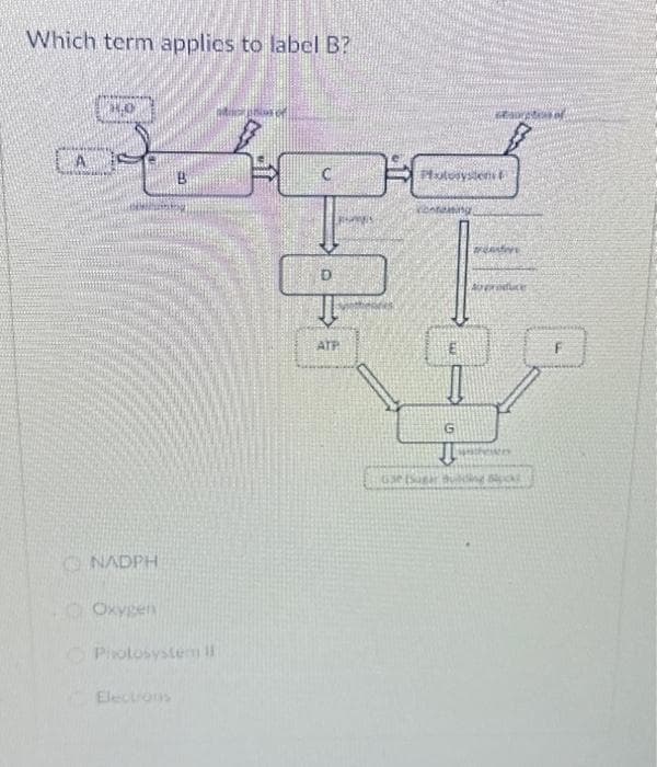 Which term applies to label B?
A
HO
NADPH
Oxygen
Photosystem II
Electrons
C
D
ATP
Plotosysten
inteting
G
MEANIVE
aoreroduce
strewens
630 (Sugar Building Blocks
w