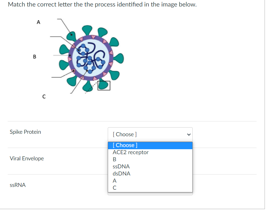 Match the correct letter the the process identified in the image below.
A
B
Spike Protein
[ Choose ]
[Choose ]
ACE2 receptor
Viral Envelope
B
SSDNA
dsDNA
A
SSRNA
