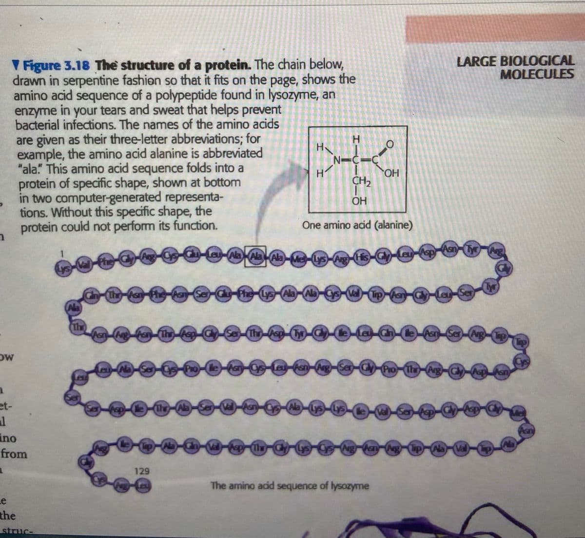 LARGE BIOLOGICAL
MOLECULES
V Figure 3.18 The structure of a protein. The chain below,
drawn in serpentine fashien so that it fits on the page, shows the
amino acid sequence of a polypeptide found in lysozyme, an
enzyme in your tears and sweat that helps prevent
bacterial infections. The names of the amino acids
are given as their three-letter abbreviations; for
example, the amino acid alanine is abbreviated
"ala" This amino acid sequence folds into a
protein of specific shape, shown at bottom
in two computer-generated representa-
tions. Without this specific shape, the
protein could not perform its function.
H.
H
N=C=C
HO.
CH2
OH
One amino acid (alanine)
LE Ala AlaAla
LysAng)
fhe As
Lys Ala
AsnAgAsn (The
Asn
Cys-Le-Asn-Arg-Ser
Thr-Arg
et-
al
ino
from
le
the Ala
Cys
Asn)
129
The amino acid sequence of lysozyme
Le
the
struc-
