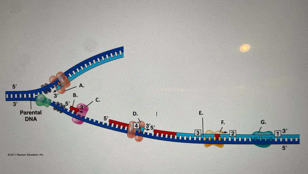 5'
3'
Parental
DNA
2011 Pearson Education, Inc.
3'
B.
A.
C.
5'
D.
4 35
[
E.
F.
12
3'
5'