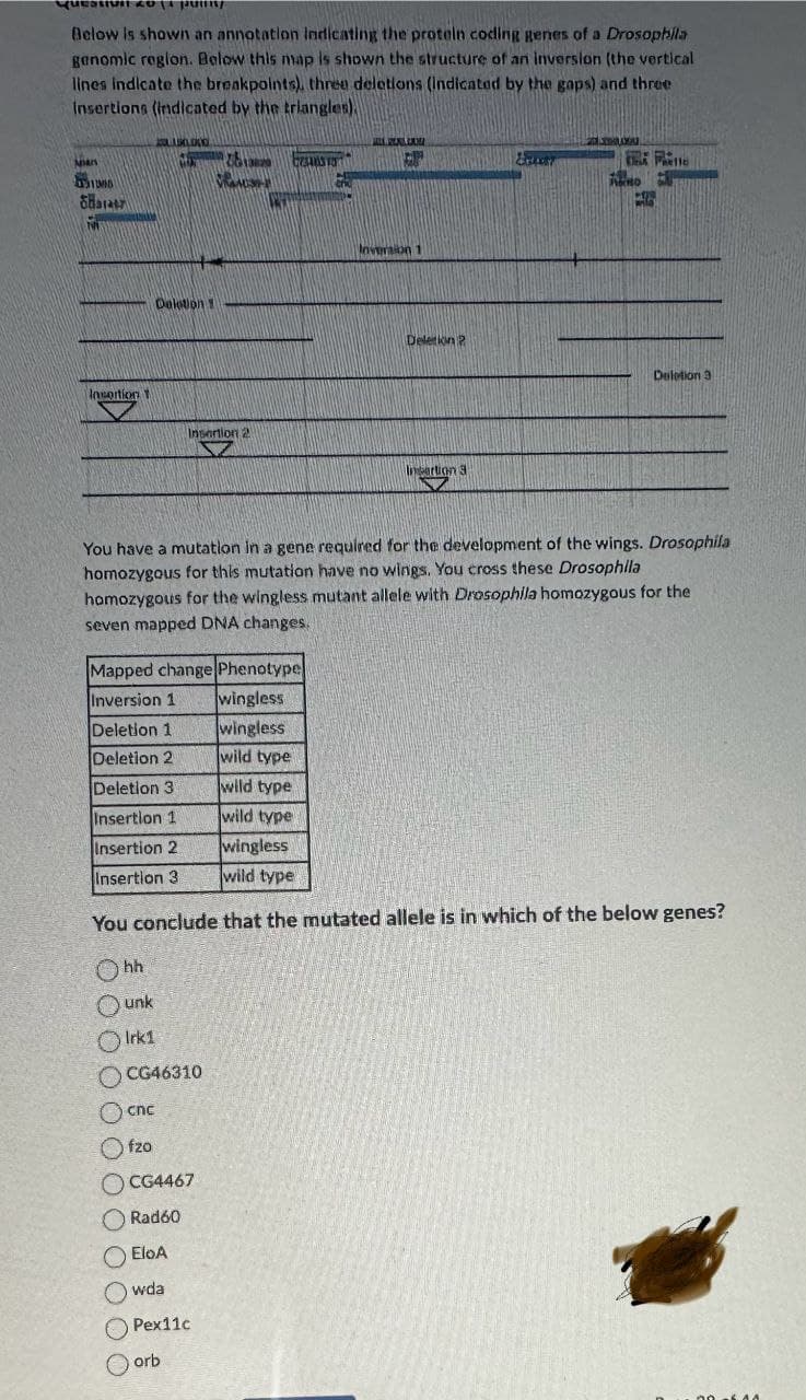 Below is shown an annotation indicating the protein coding genes of a Drosophila
genomic region. Below this map is shown the structure of an inversion (the vertical
lines indicate the breakpoints), three deletions (indicated by the gaps) and three
Insertions (indicated by the triangles)
100
S
עולם
Sara
N
Deletion
Insortion
Insertion 2
13829
Inversion 1
Execst
PART
Deletion?
Deletion 3
Insertion 3
You have a mutation in a gene required for the development of the wings. Drosophila
homozygous for this mutation have no wings. You cross these Drosophila
homozygous for the wingless mutant allele with Drosophila homozygous for the
seven mapped DNA changes.
Mapped change Phenotype
Inversion 1
wingless
Deletion 1
wingless
Deletion 2
wild type
Deletion 3
wild type
Insertion 1
wild type
Insertion 2
wingless
Insertion 3
wild type
You conclude that the mutated allele is in which of the below genes?
hh
unk
Irk1
CG46310
cnc
Ⓒfzo
CG4467
Rad60
EloA
wda
Pex11c
orb