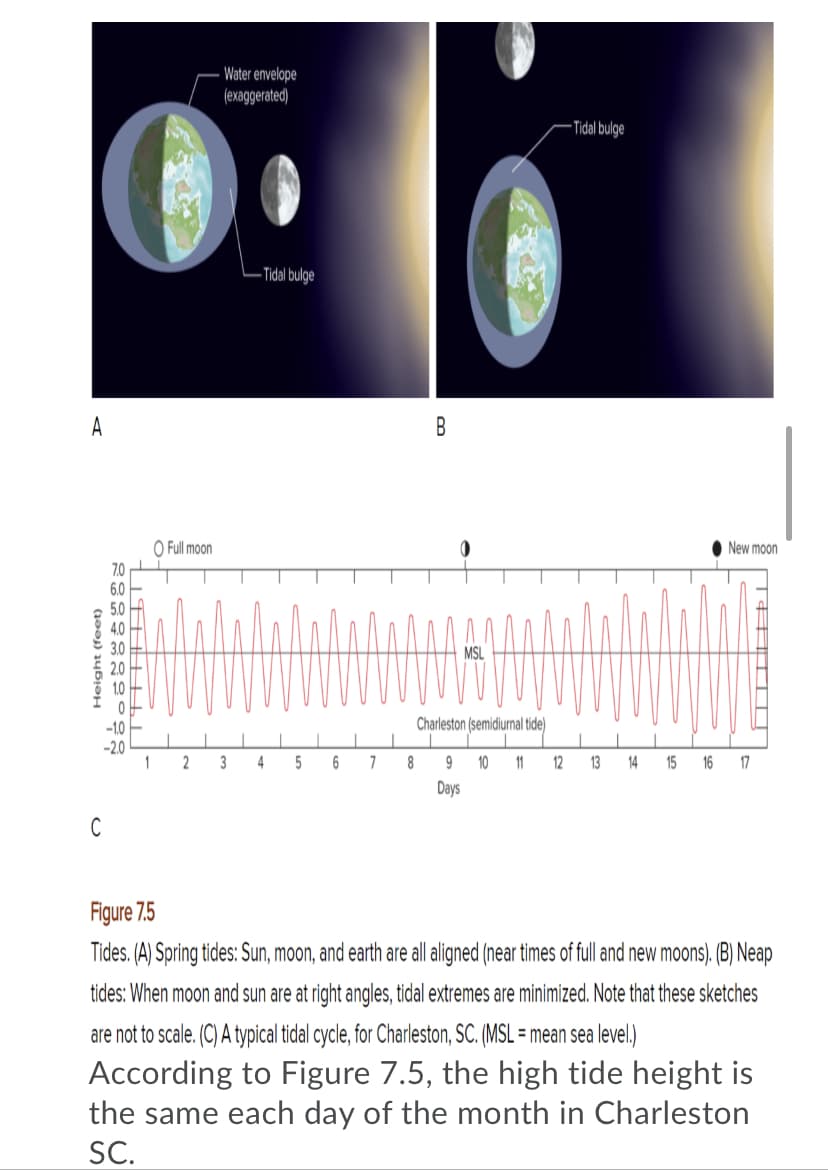 Water envelope
(exaggerated)
-Tidal bulge
- Tidal bulge
A
B
O Full moon
New moon
7.0
5.0
MSL
Charleston (semidiurnal tide)
-10
-2.0
1
4
6
7
8
10
11
12
13
14
15
16
17
Days
Figure 7.5
Tides. (A) Spring tides: Sun, moon, and earth are all aligned (near times of full and new moons). (B) Neap
tides: When moon and sun are at right angles, tidal extremes are minimized. Note that these sketches
are not to scale. (C) A typical tidal cycle, for Charleston, SC. (MSL = mean sea level.)
According to Figure 7.5, the high tide height is
the same each day of the month in Charleston
SC.
