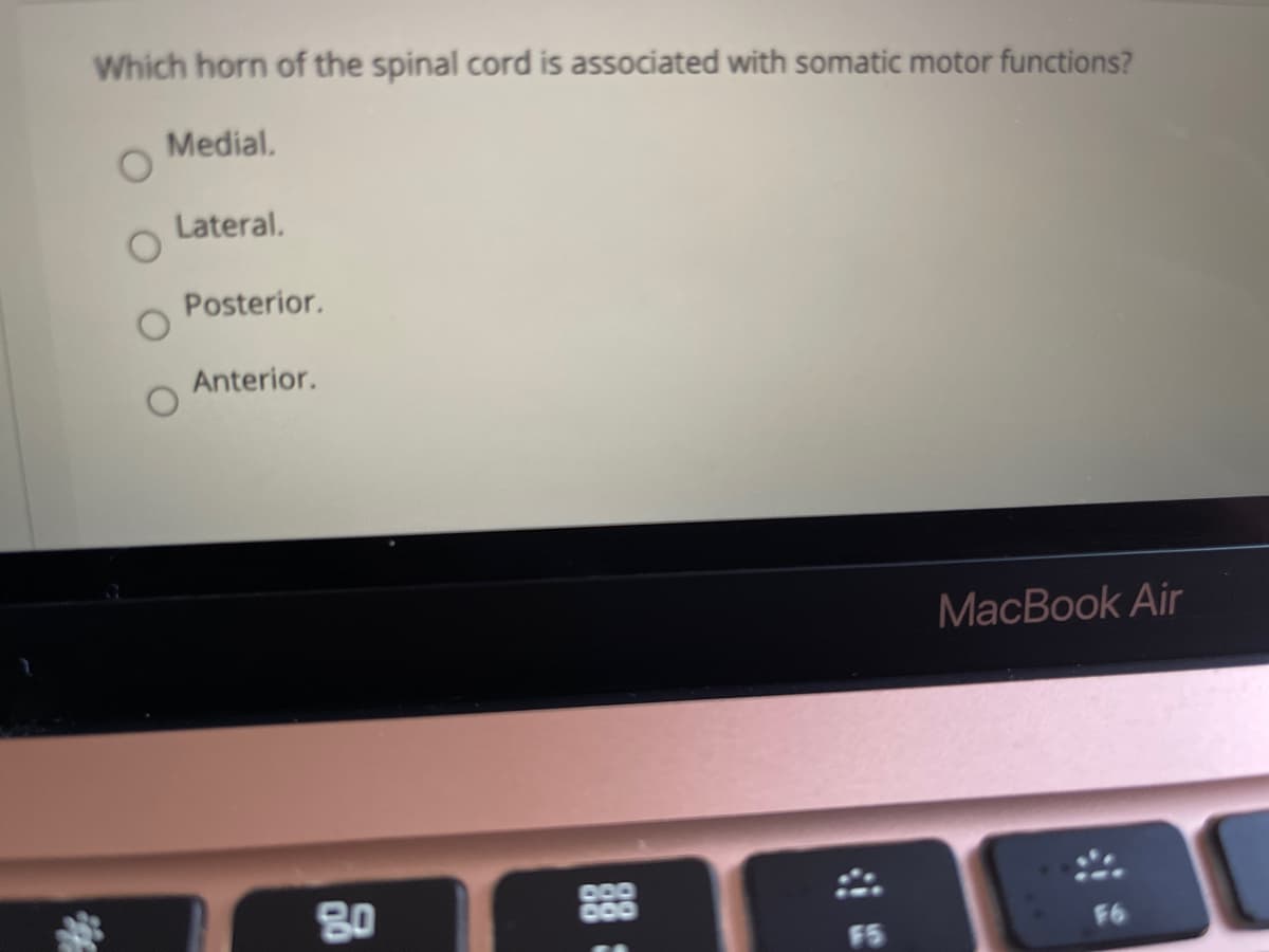 Which horn of the spinal cord is associated with somatic motor functions?
Medial.
Lateral.
Posterior.
Anterior.
MacBook Air
80
888
F6
F5
